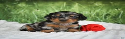 Miniature Dachshund dogs for sale: AKC Silas - Ad 5