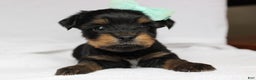 Yorkshire Terrier dogs for sale: Yorkshire Terrier 1  - Ad 2