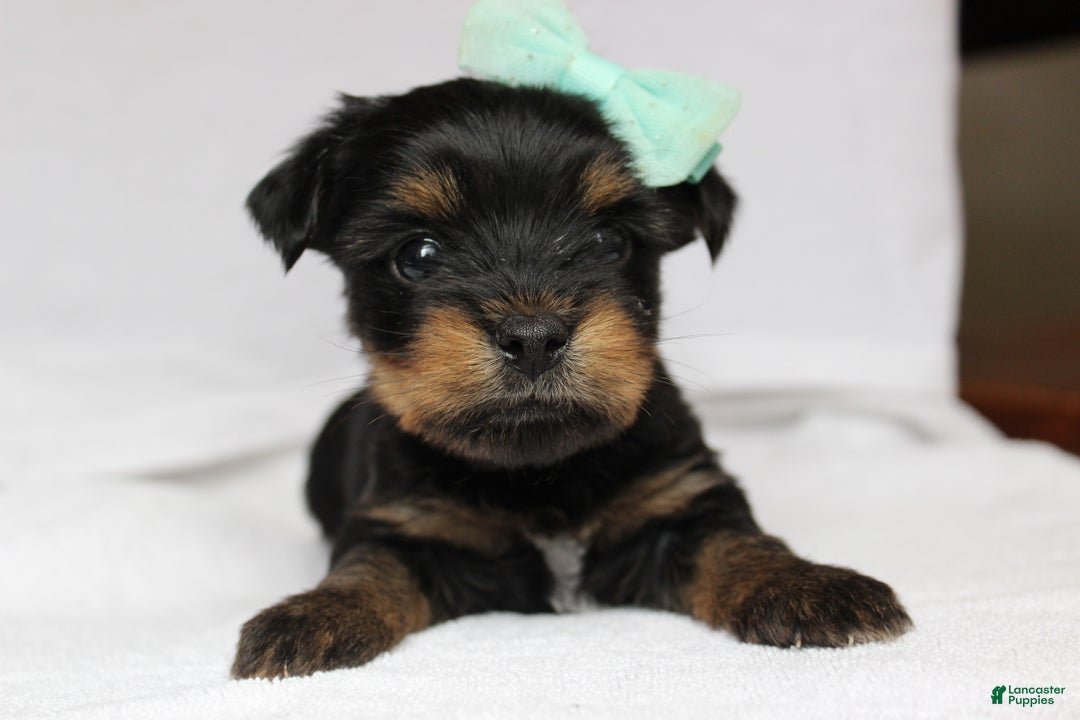 Yorkshire Terrier dogs for sale: Yorkshire Terrier 1  - Ad 2