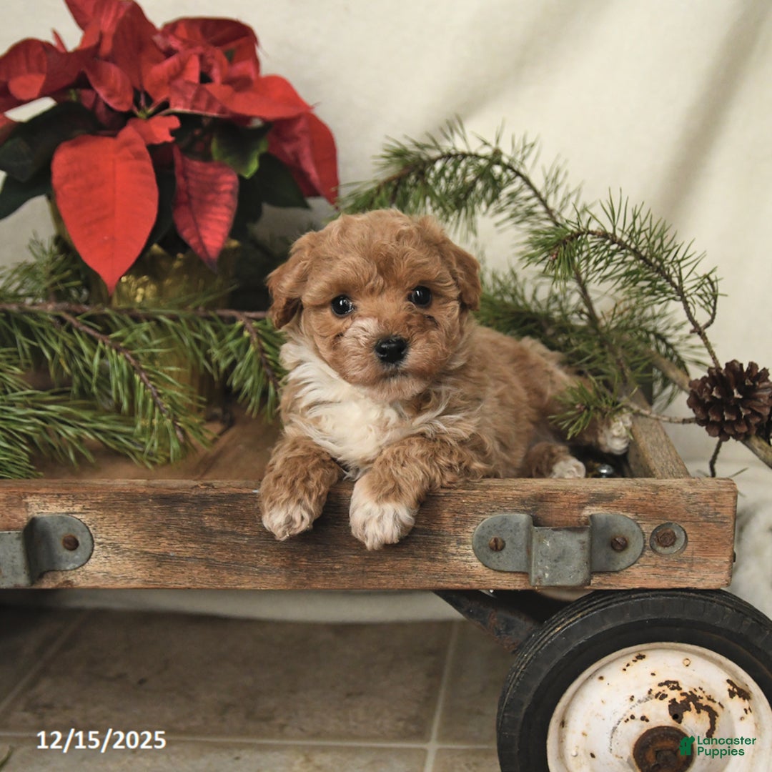 Sheltiedoodle dogs for sale: Rainbow - Ad 4