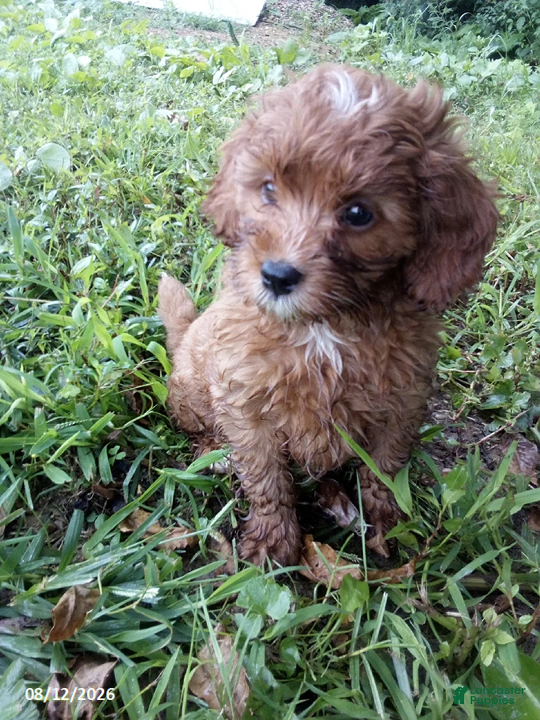 Cavapoo dogs for sale: Kimby - Ad 1