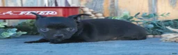 Chihuahua dogs for sale: Haley - Ad 3