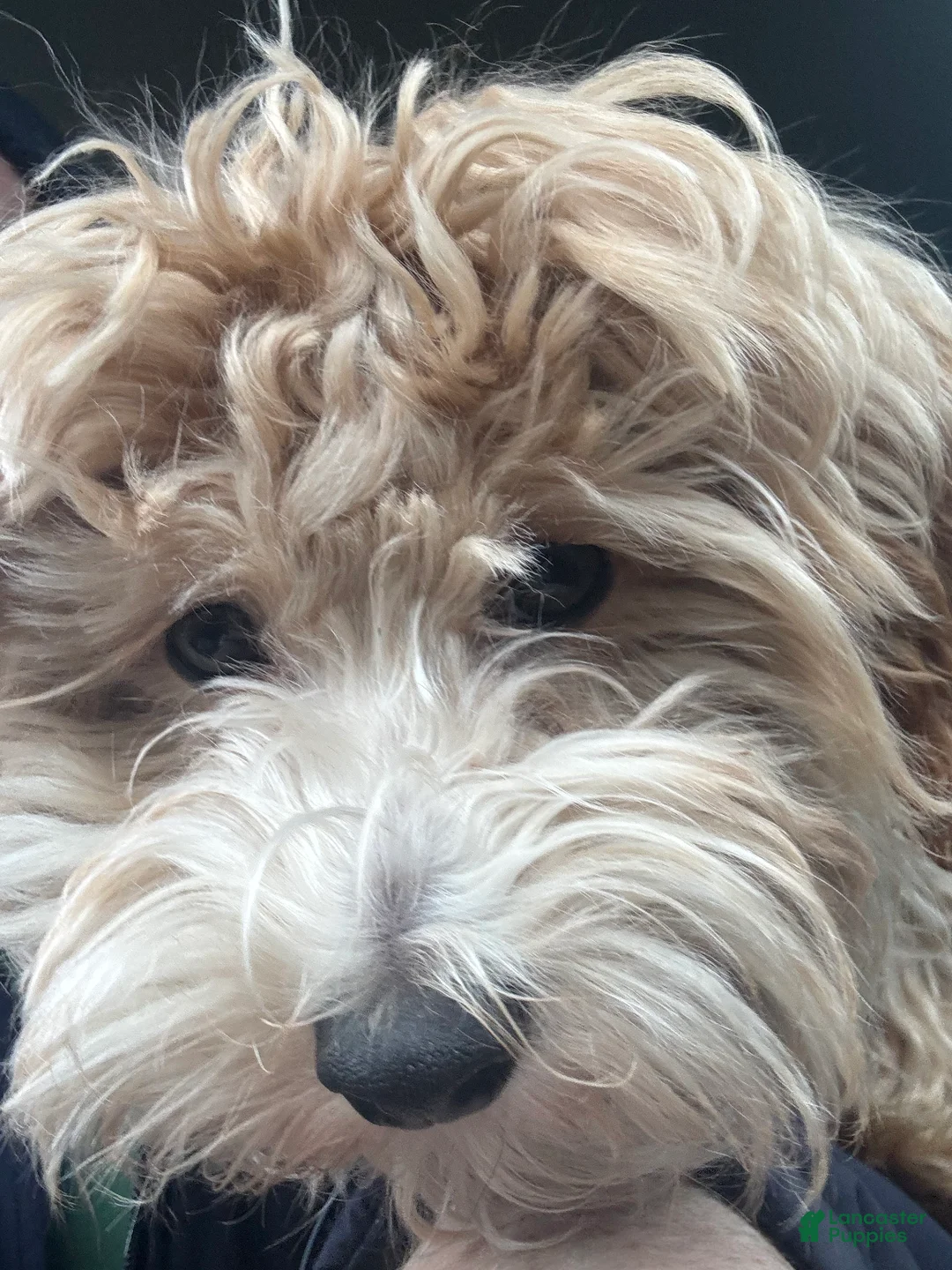 Maltipoo dogs for sale: Maltipoo Leo - Ad 2