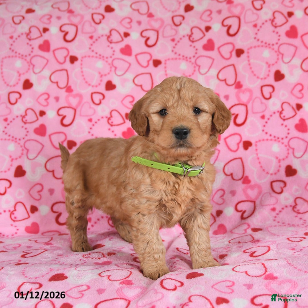 Goldendoodle dogs for sale: Bandit - Ad 5