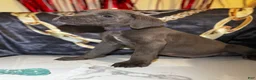 Cane Corso dogs for sale: Ashborn - Ad 1