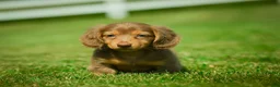 Miniature Dachshund dogs for sale: Ezra - Ad 8