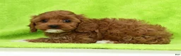 Cockapoo dogs for sale: Saturn - Ad 7