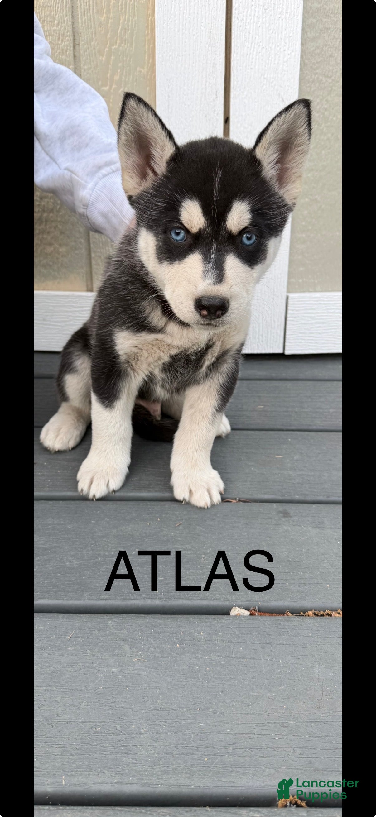 Gerberian Shepsky dogs Gerberian Shepsky Puppy 1 - Ad 1