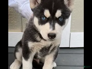 Gerberian Shepsky dogs Gerberian Shepsky Puppy 1 - Ad 21