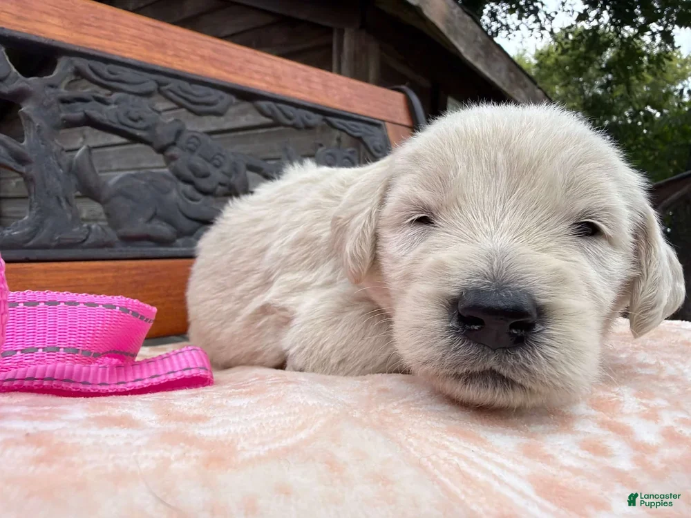 Labradoodle dogs for sale: Clove (Girl) - Ad 2
