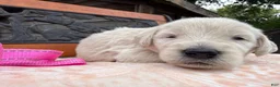 Labradoodle dogs for sale: Clove (Girl) - Ad 1