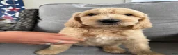 Goldendoodle dogs for sale: Casper multi generational  - Ad 4