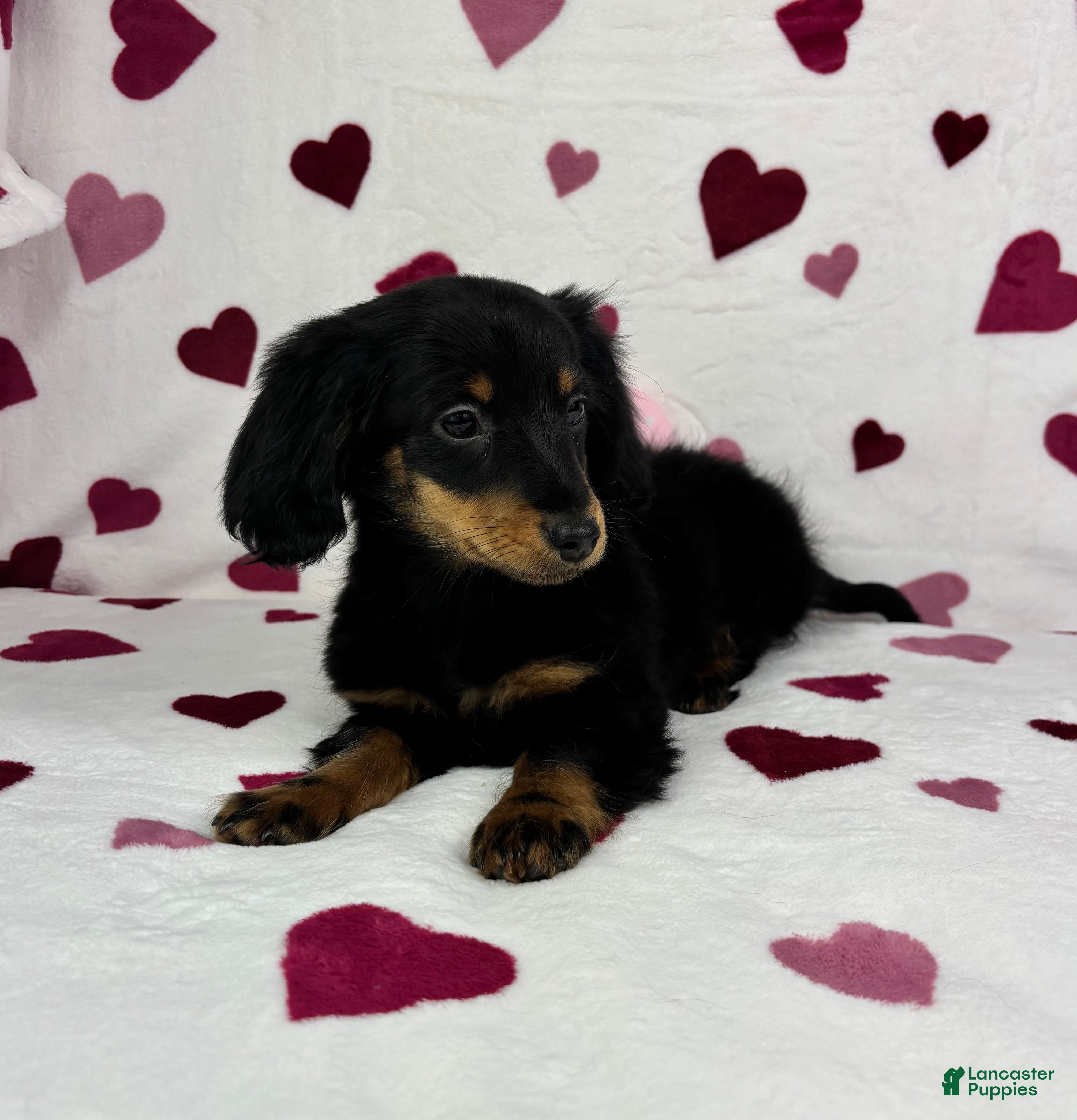 Dachshund dogs Mini Dachshund Puppy 1 - Ad 26