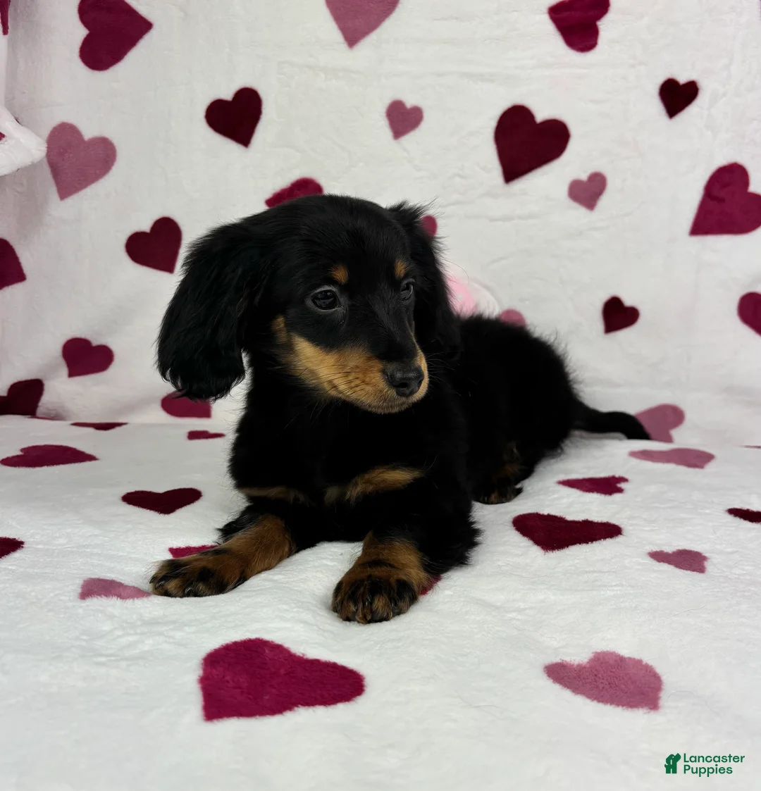 Dachshund dogs for sale: Mini Dachshund Puppy 1 - Ad 1