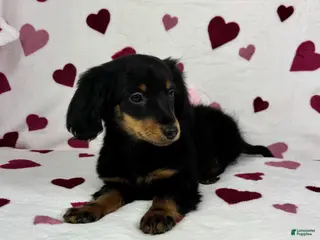 Dachshund dogs Mini Dachshund Puppy 1 - Ad 26