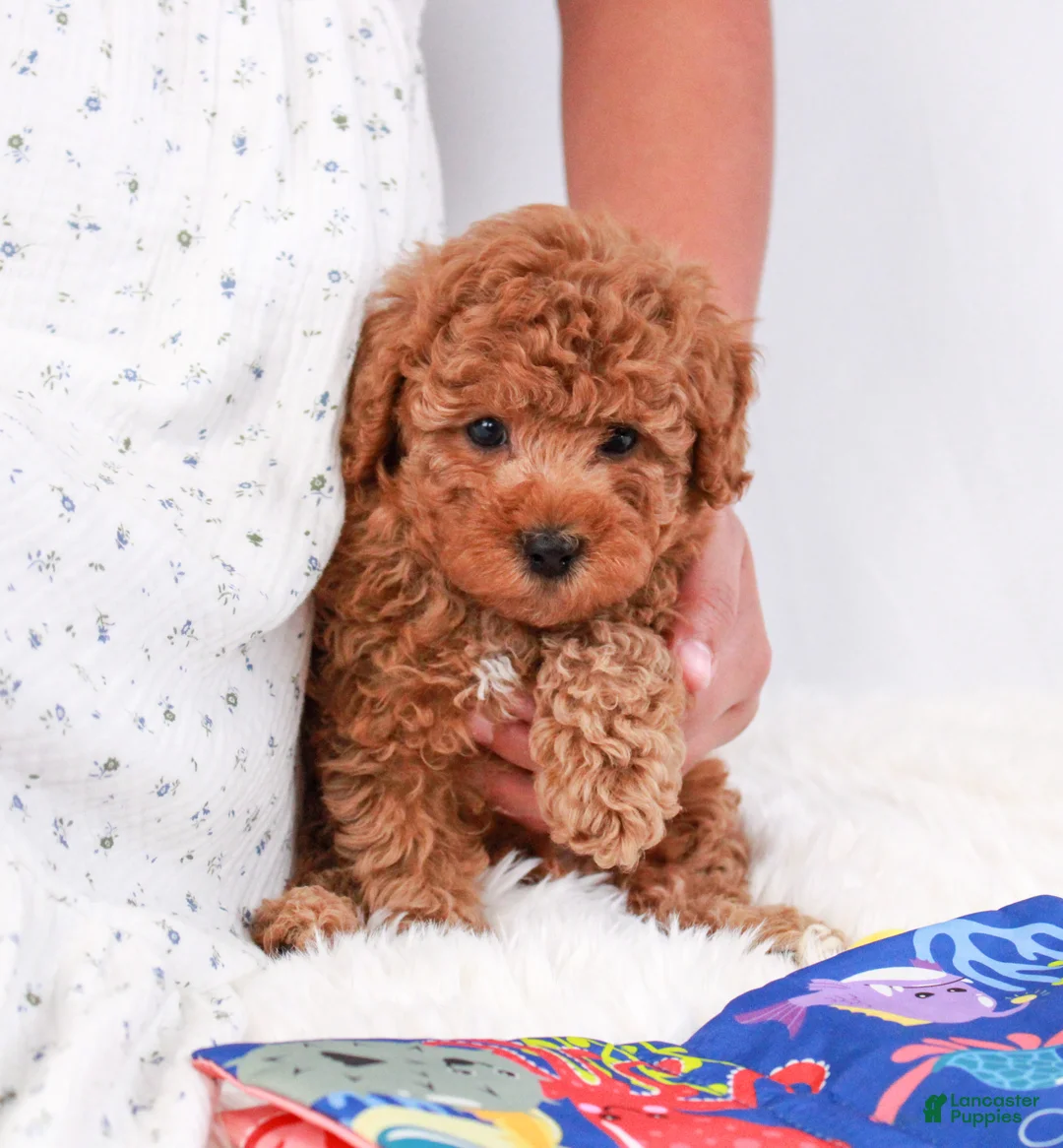 Cavapoo dogs for sale: Puddlewick - Ad 3