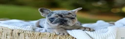 French Bulldog dogs for sale: Darla - Blue Merle - Ad 12