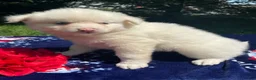 Pomsky dogs for sale: Mango - Ad 3