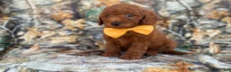 Mini Goldendoodle dogs for sale: Luca - Ad 6
