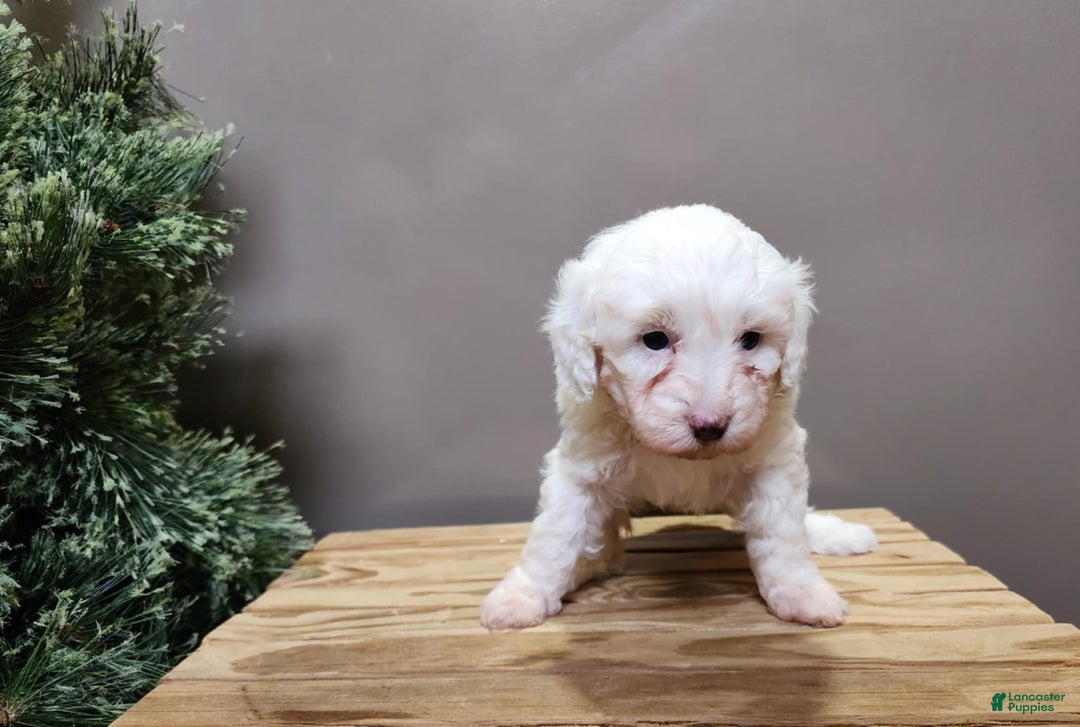 Mini Bernedoodle dogs for sale: Flake - Ad 8