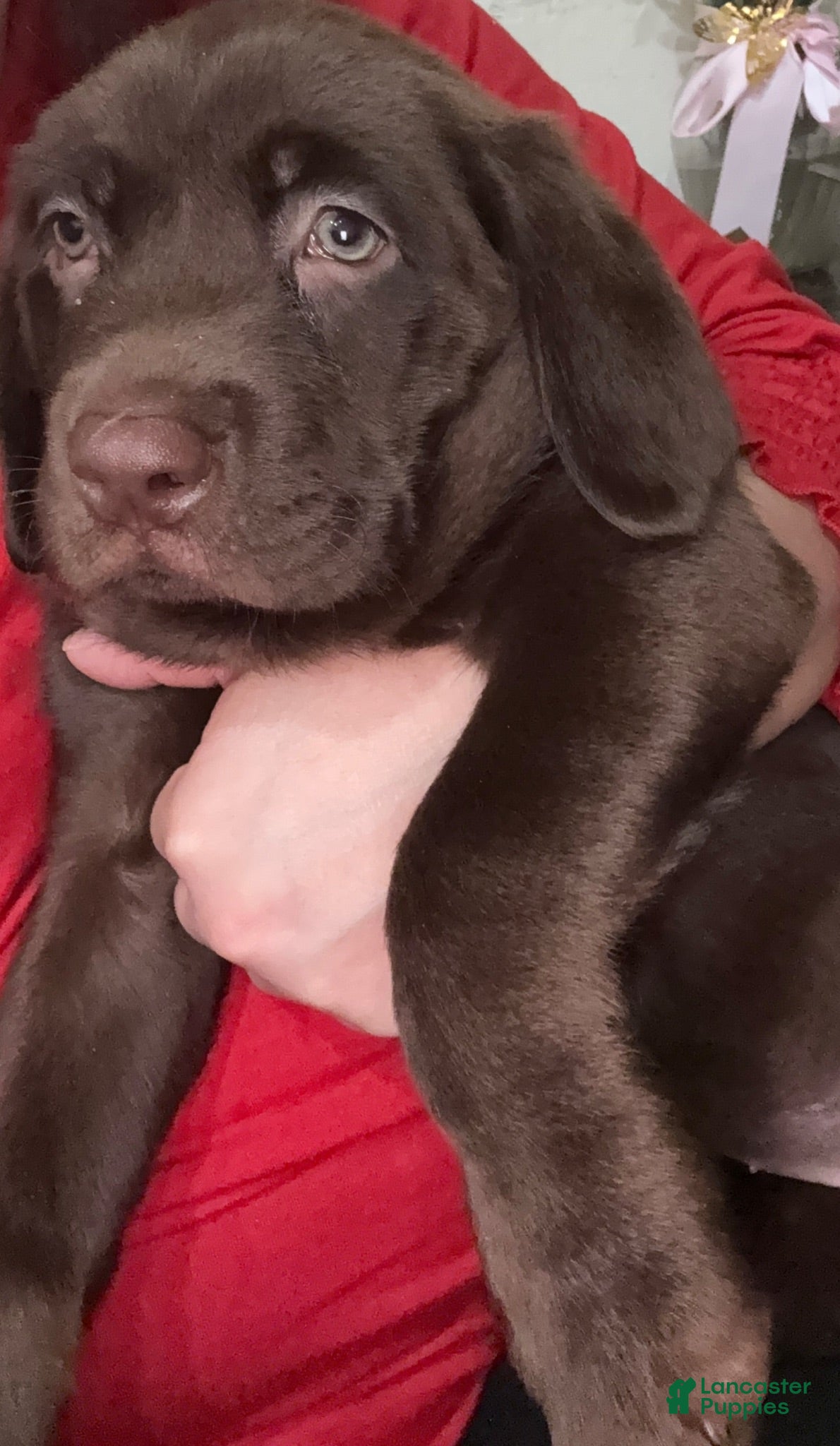 Labrador Retriever dogs Labrador Retriever 2 - Ad 2