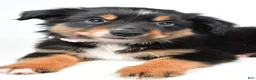 Miniature Australian Shepherd dogs for sale: Macy  - Ad 4