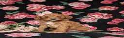 Cavapoo dogs for sale: Kamryn - Ad 1