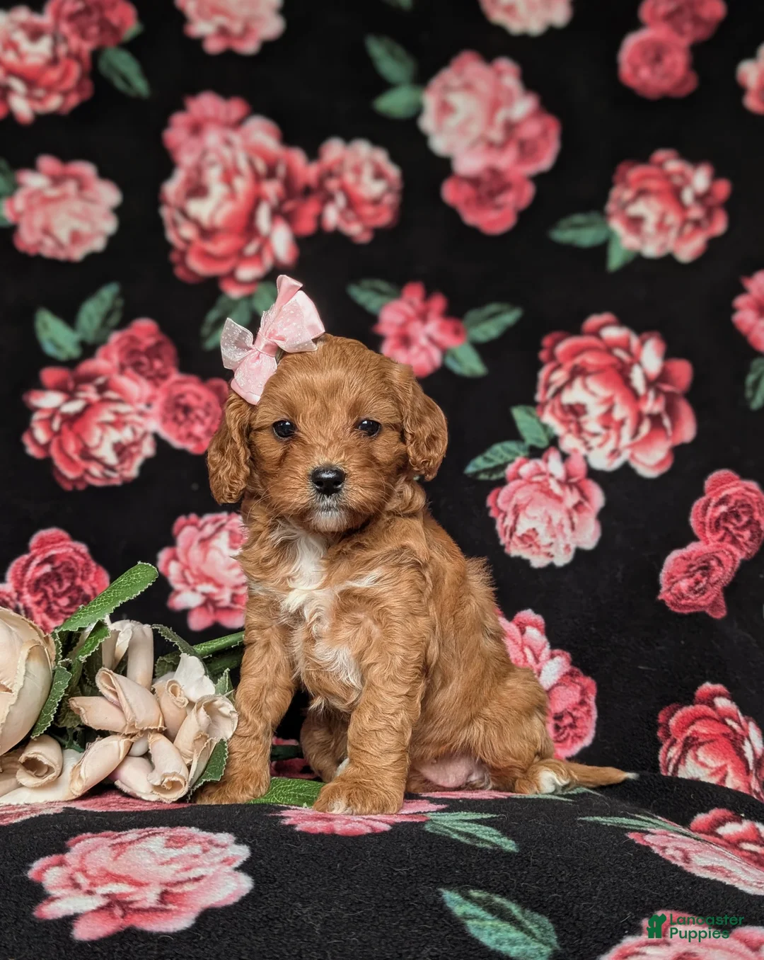 Cavapoo dogs for sale: Kamryn - Ad 1