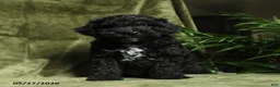 Miniature Poodle dogs for sale: Crandel - Ad 5