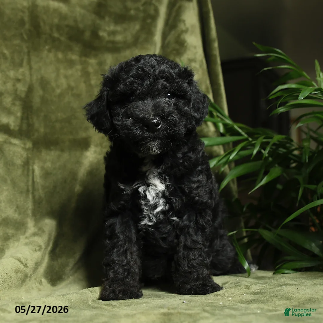 Miniature Poodle dogs for sale: Crandel - Ad 5