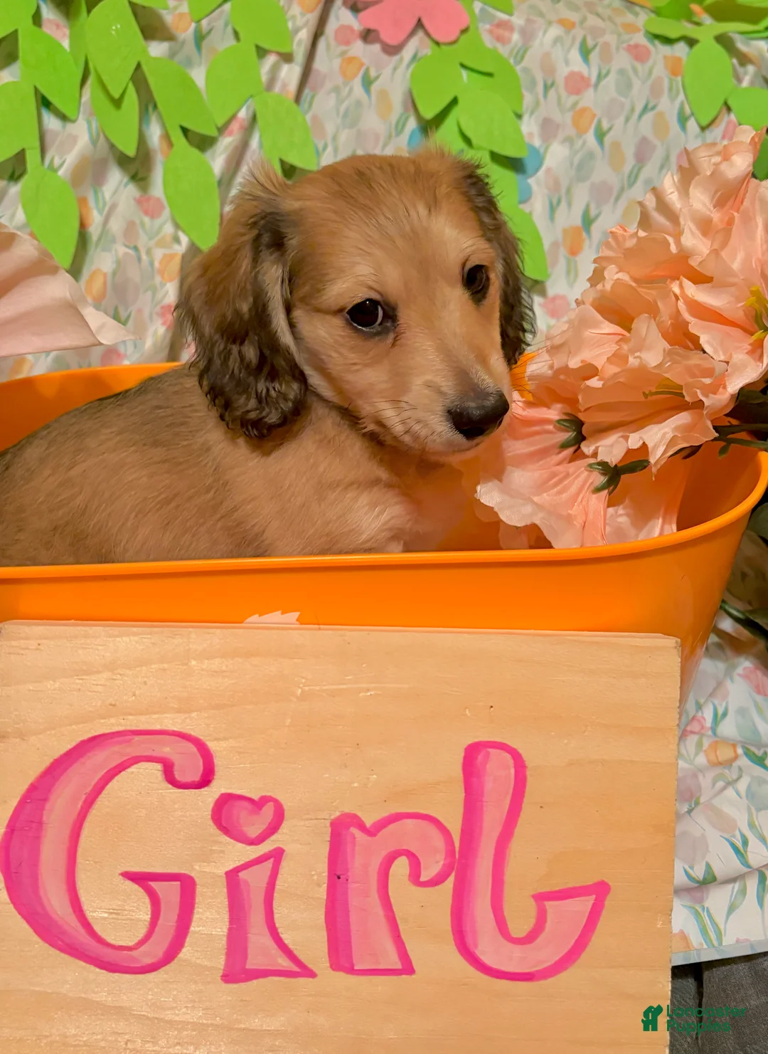 Miniature Dachshund dogs for sale: Yen - Ad 2