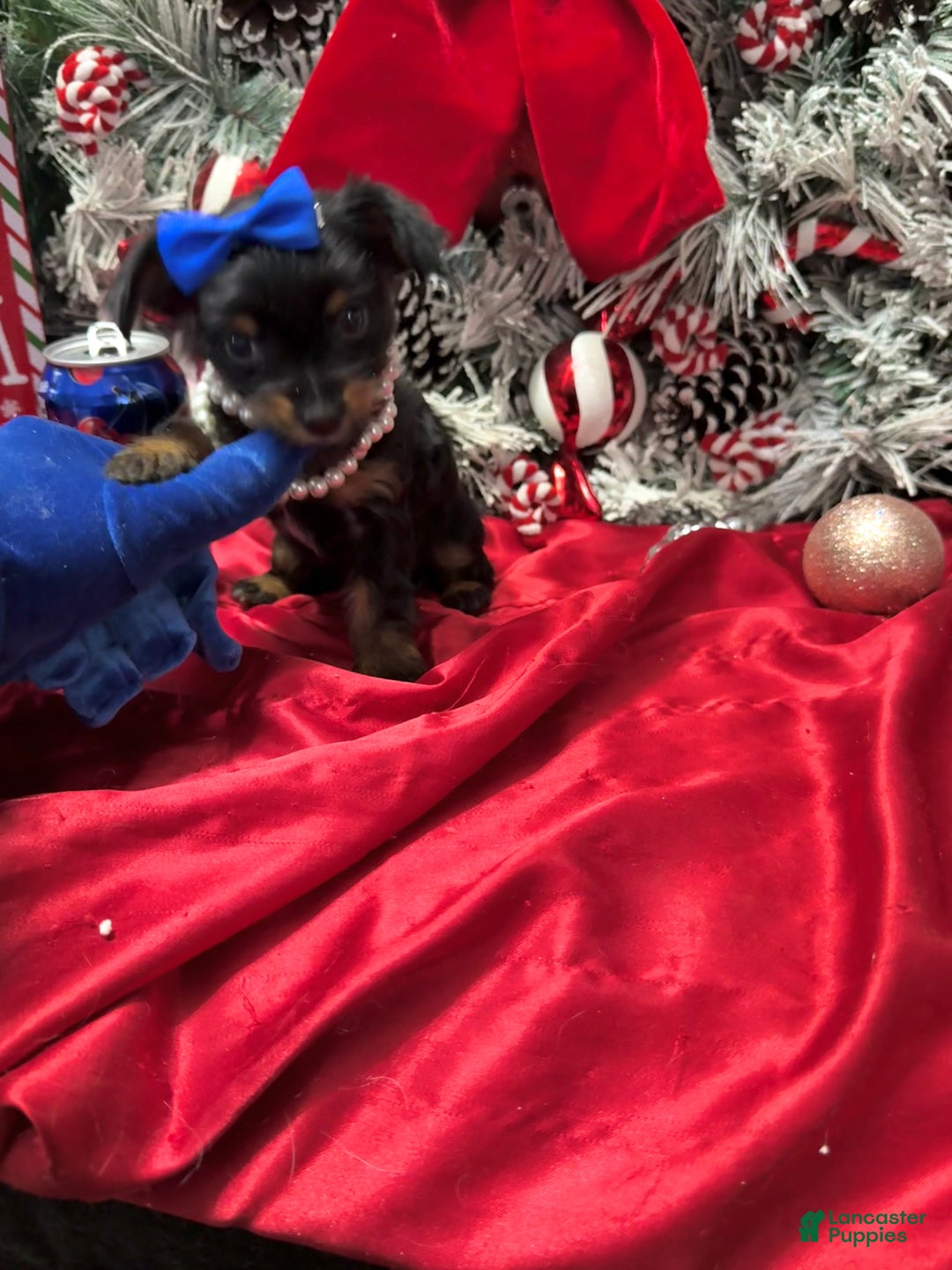 Yorkshire Terrier dogs for sale: Rigatoni  - Ad 8