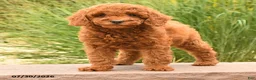 Miniature Poodle dogs for sale: Helina - Ad 4