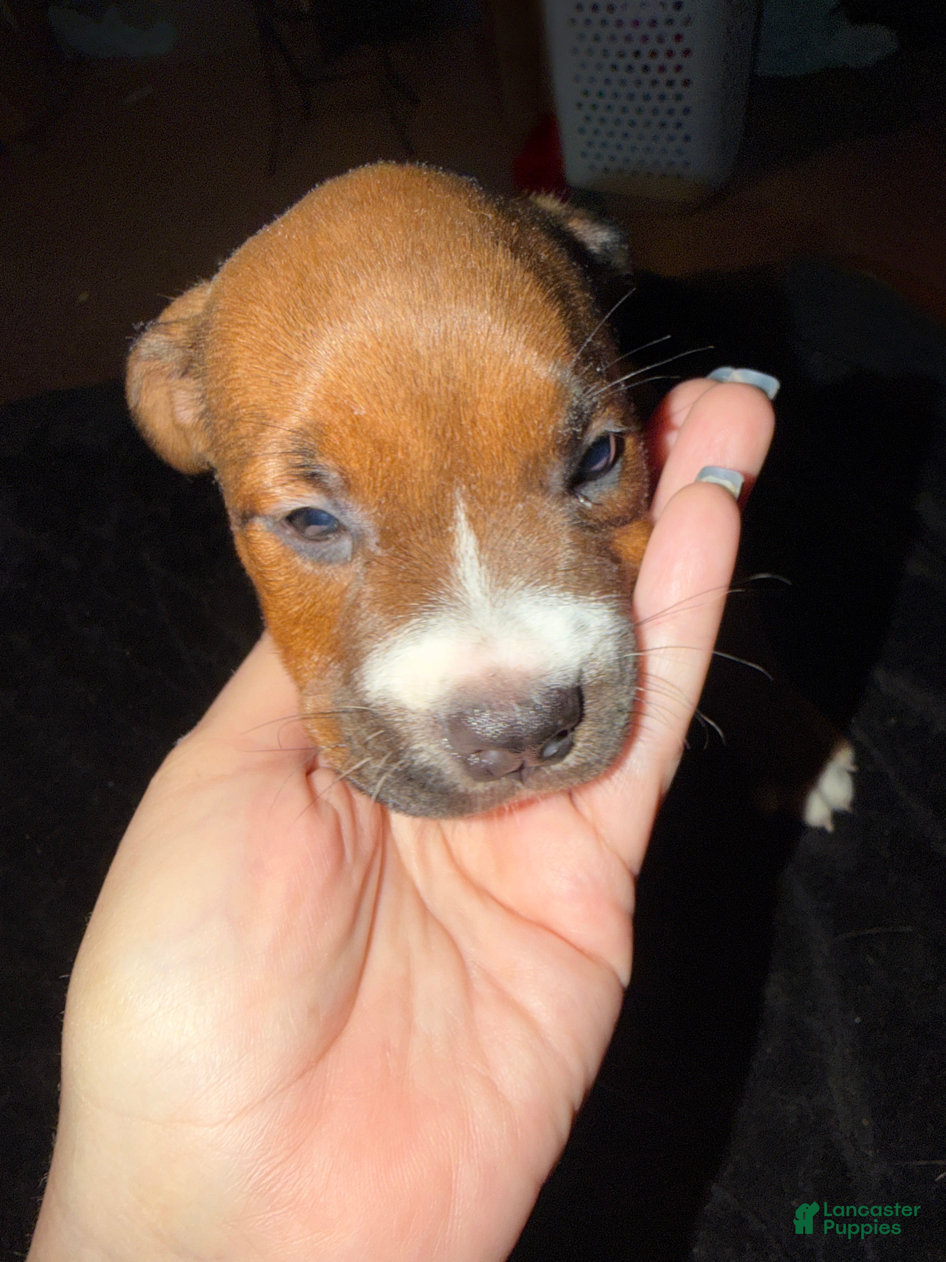 Mixed Breed dogs Mixed Breed 5 - Ad 21