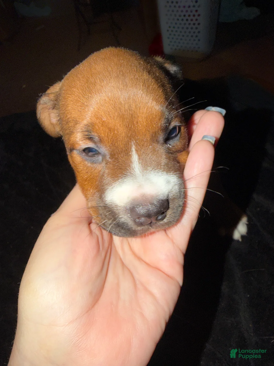 Mixed Breed dogs for sale: Mixed Breed 5 - Ad 1