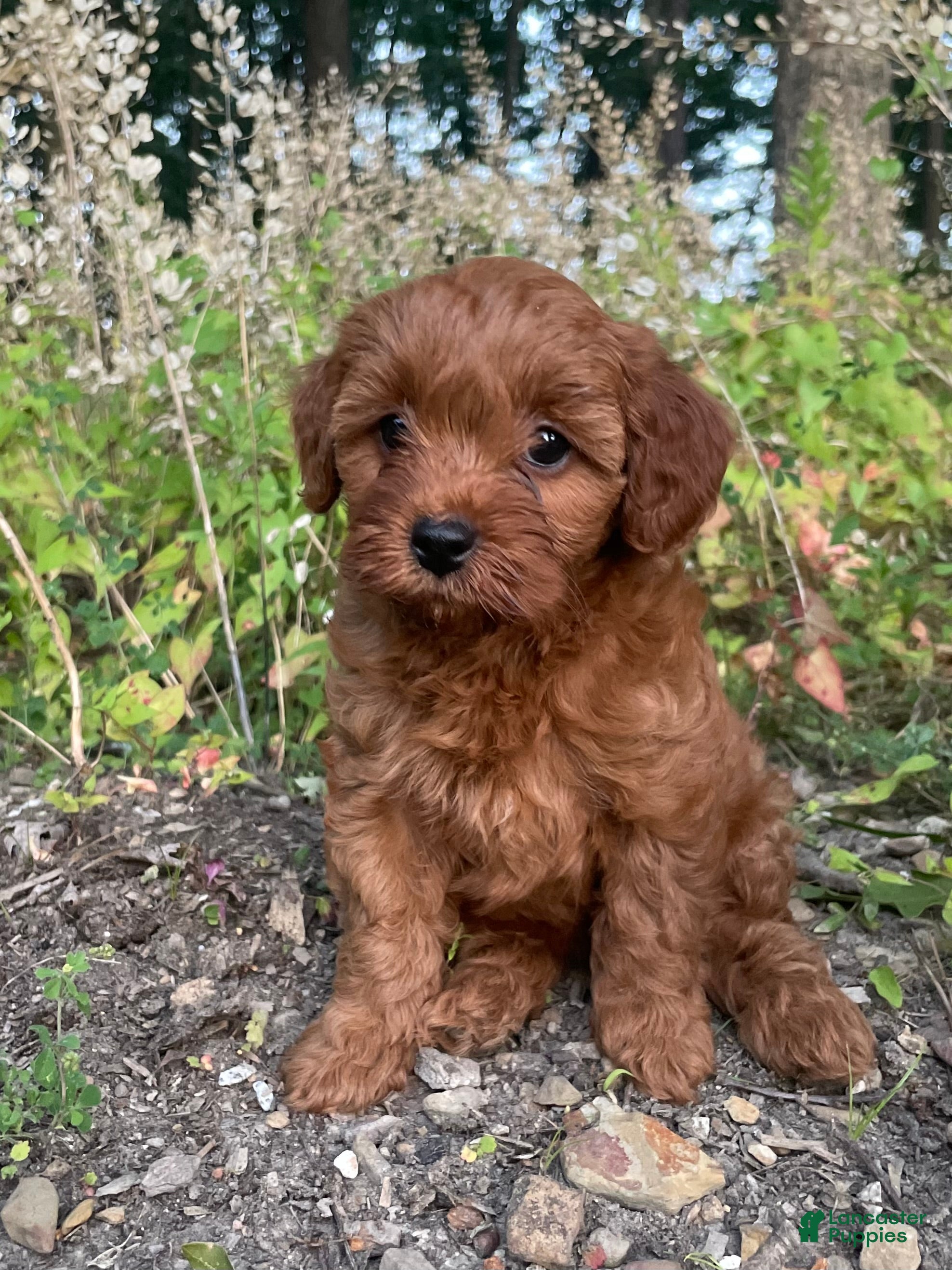 Cavapoo dogs Hazel - Ad 1