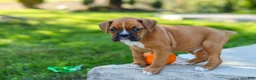 Boxer dogs for sale: Max - Ad 9