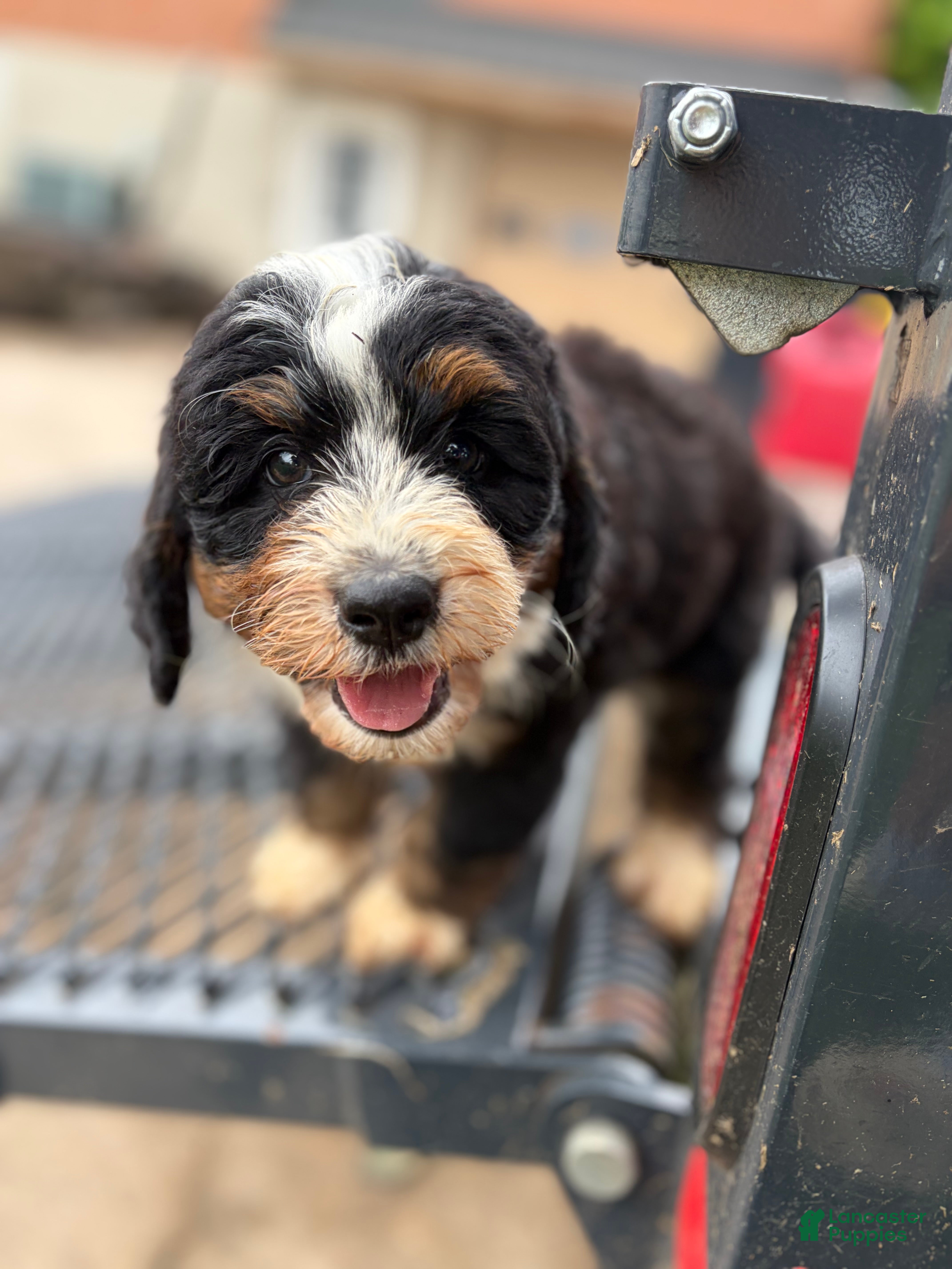 Mini Bernedoodle dogs Benny - Ad 1