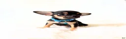 Chihuahua dogs for sale: Maxwell  - Ad 4
