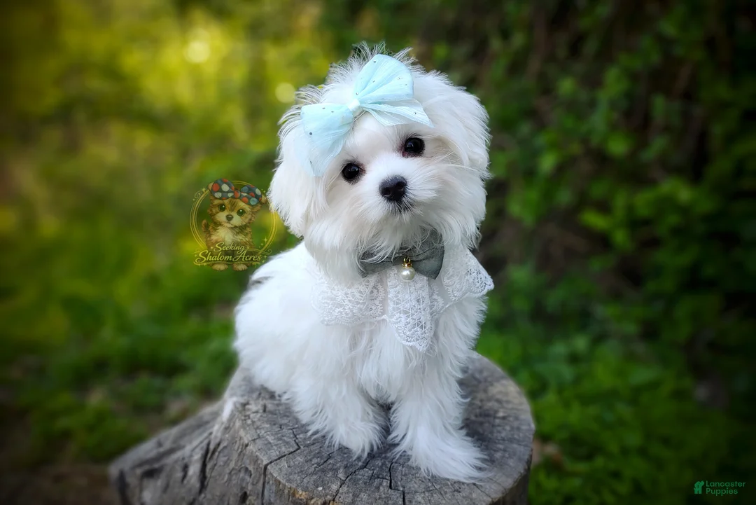 Maltese dogs for sale: Korean Babydoll Snowball  - Ad 2