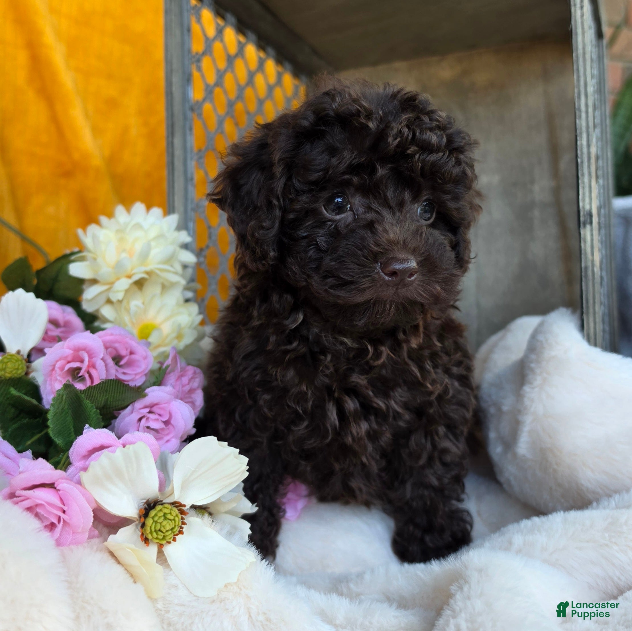 Toy Poodle dogs Callie - Ad 2