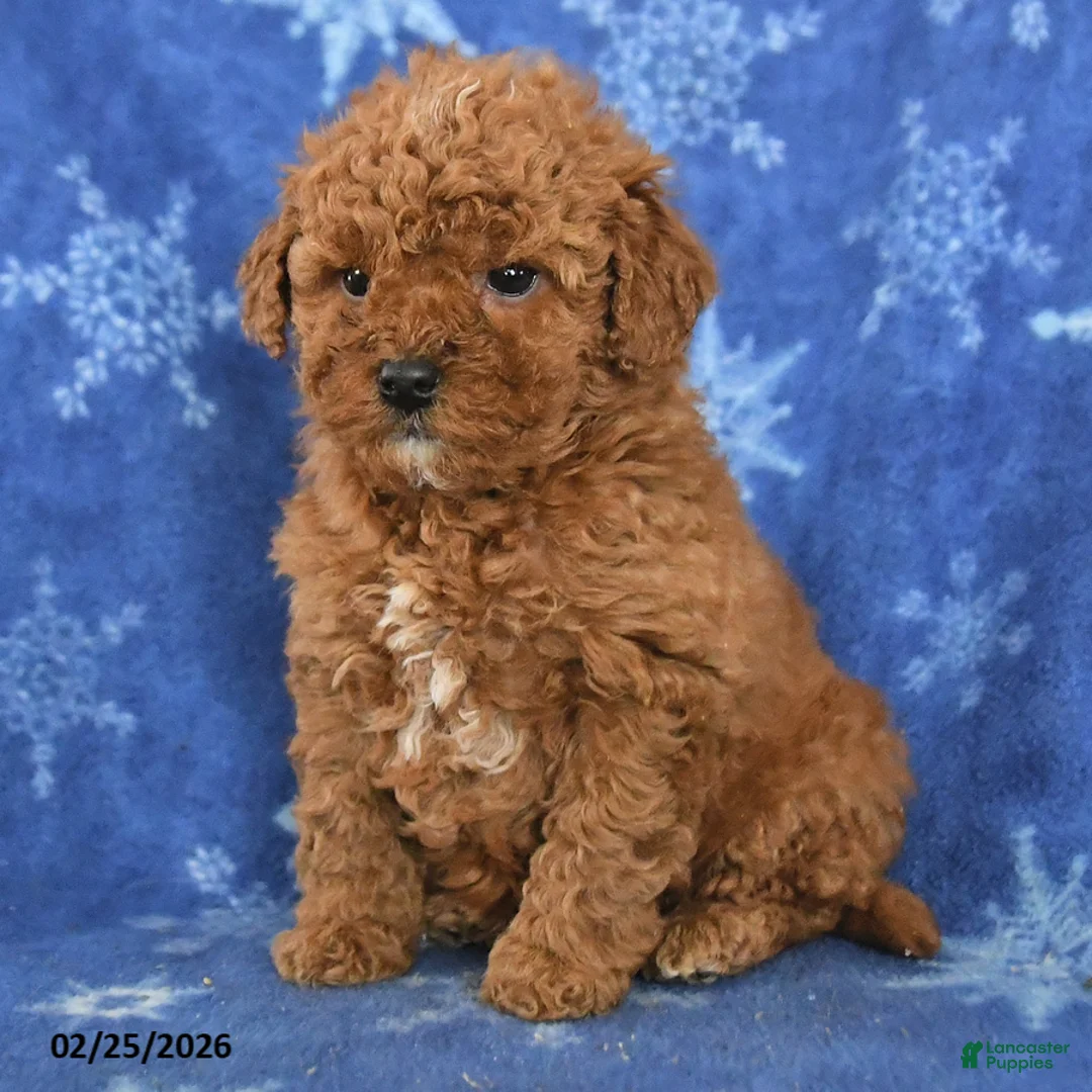 Miniature Poodle dogs for sale: Ferris - Ad 6