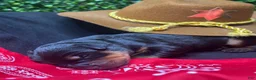 Rottweiler dogs for sale: Rocket - Ad 2