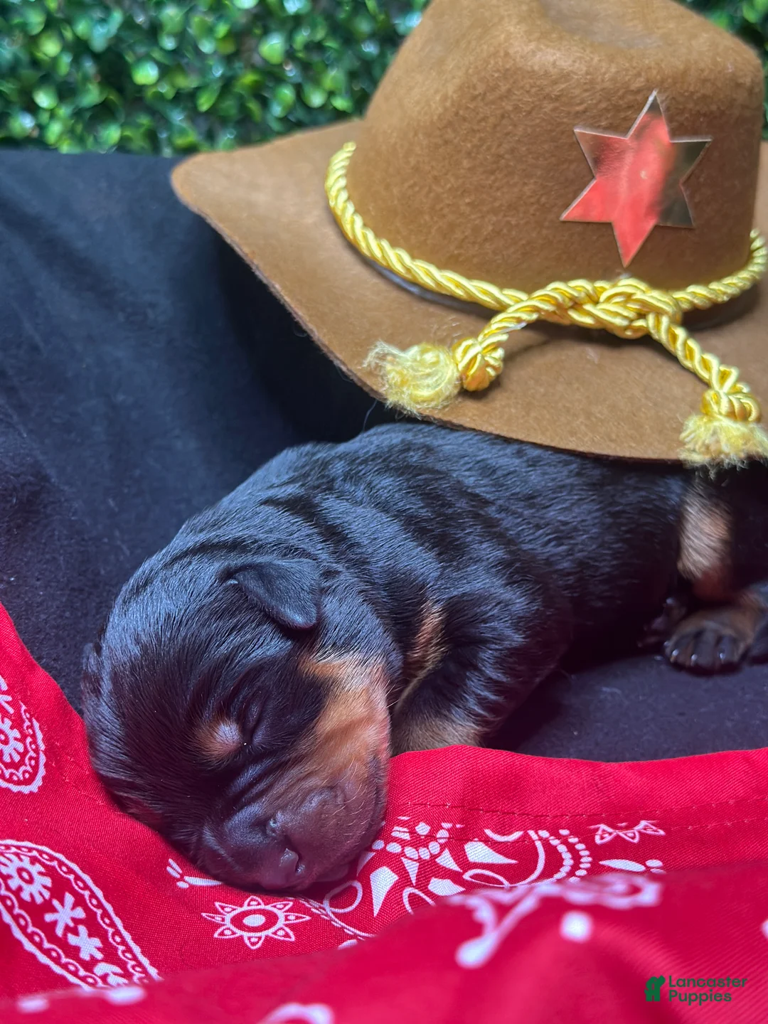 Rottweiler dogs for sale: Rocket - Ad 2