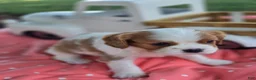 Cavalier King Charles Spaniel dogs for sale: Maggie - Ad 6
