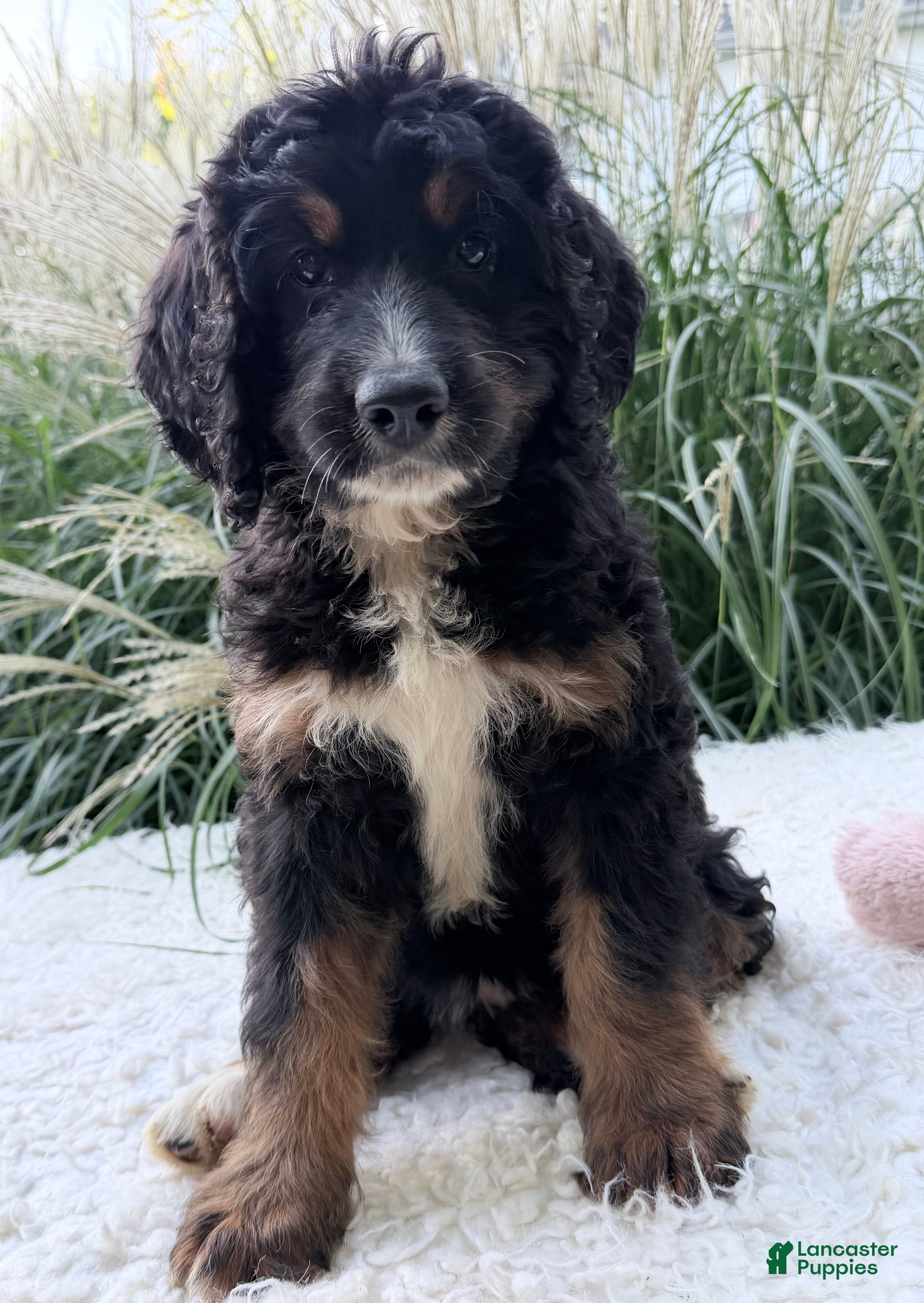 Bernedoodle dogs Chloe - Ad 2