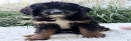 Bernedoodle dogs for sale: Chloe - Ad 2