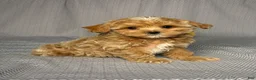 Maltipoo dogs for sale: Annie - Ad 3