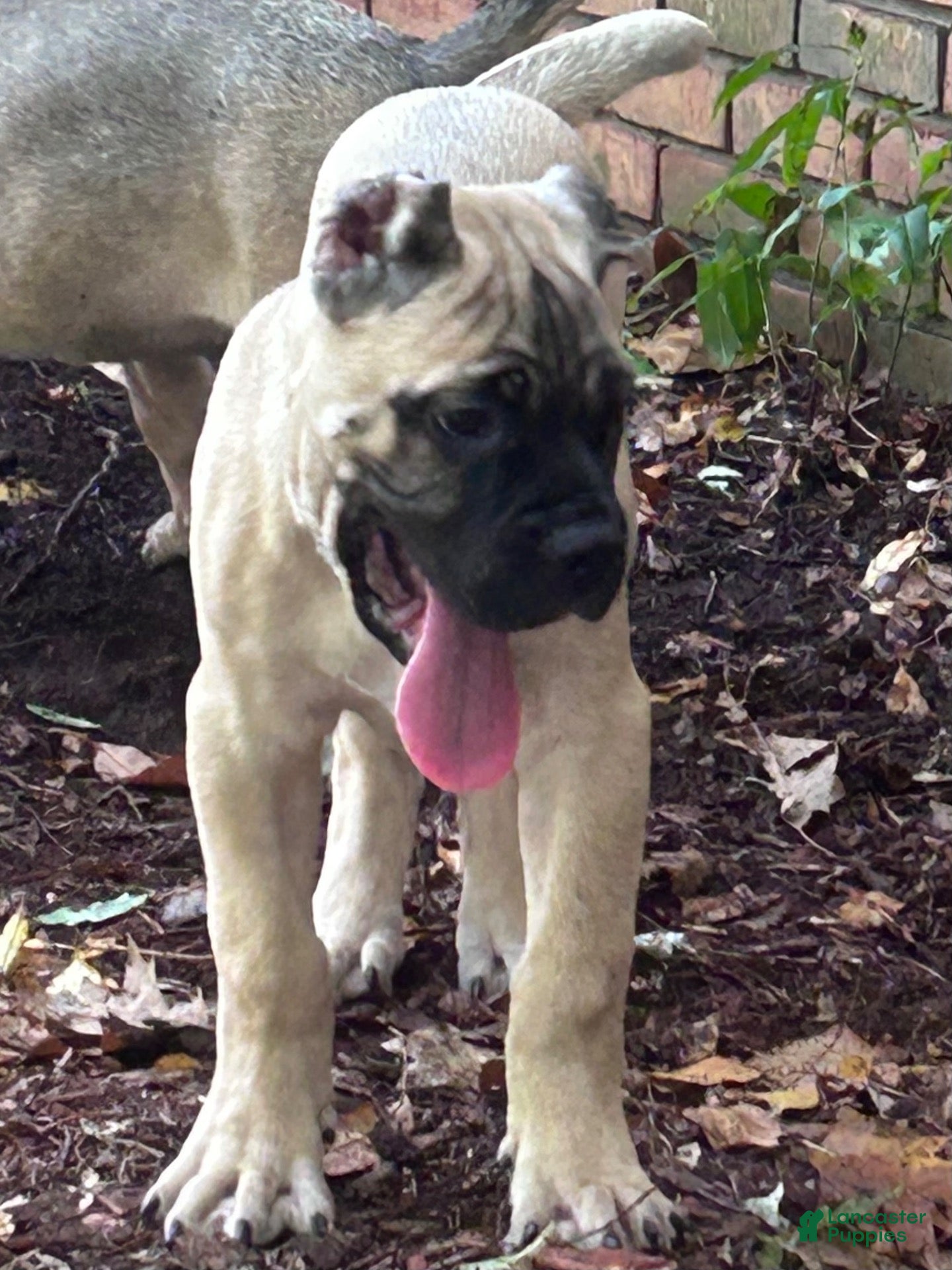 Cane Corso dogs Cane Corso 1 - Ad 1