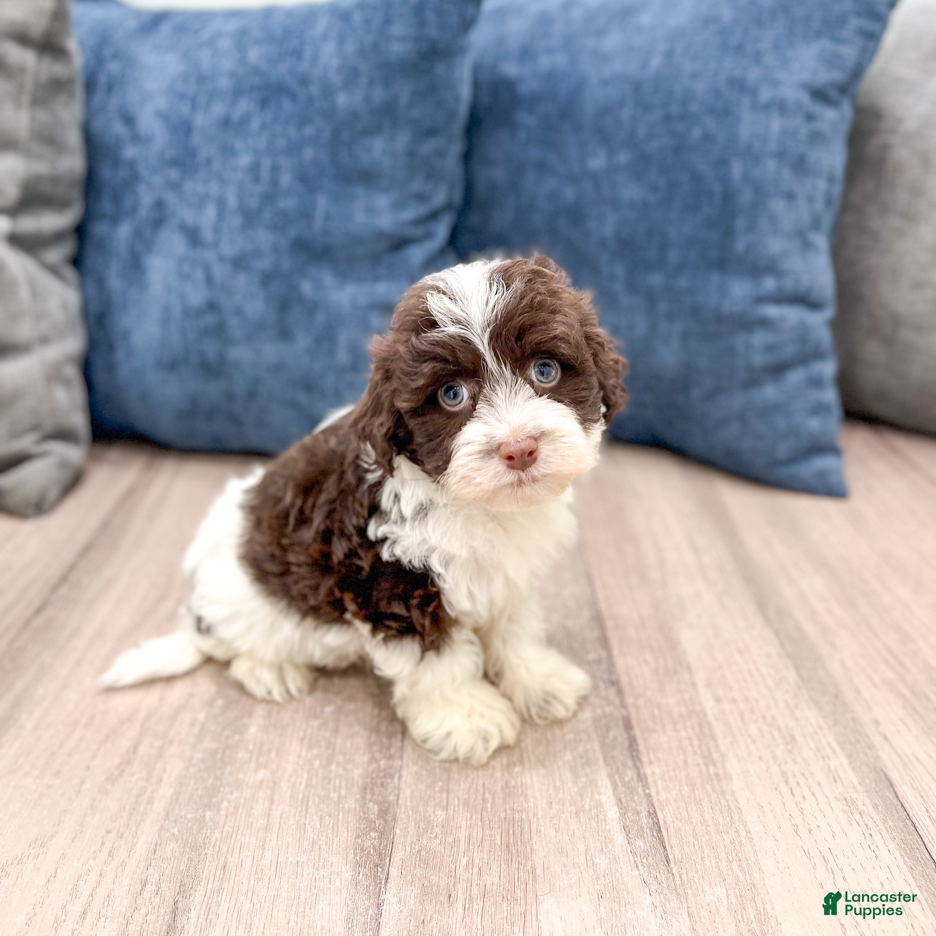 Havanese dogs Asher - Ad 1